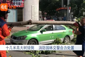 四川：十几米高大树倾倒，消防园林交警合力处置视频封面