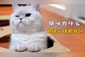宠物冷知识！猫咪为什么对纸箱情有独钟？视频封面