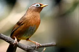 运输贩卖画眉鸟也犯法，惠州一男子因它被刑拘视频封面