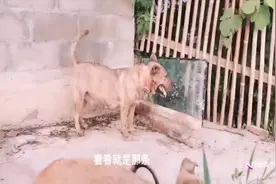 虎斑犬怀孕40多天了肚子有点大，你们能出下几个小崽吗