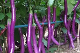 茄子要高产，要记着这个整枝方法，结果一茬一茬摘不完视频封面