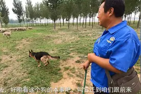 牧羊犬还是德牧靠谱啊，农村大哥训练狗真有一套，赶羊听话还抗饿视频封面