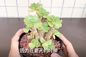 金钱木选对“土壤”搭配，四季好养，不担心视频封面