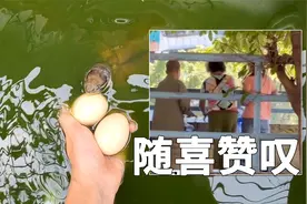 放生矿泉水，因为一碗水四万八千虫？水洗蛋蛋视频封面