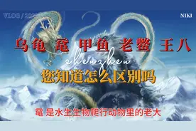 乌龟和鼋、甲鱼、老鳖及王八有什么区别