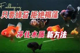 只要绿苔，拒绝褐藻，养鱼净化水质新方法：养鱼笔记第4季33集视频封面