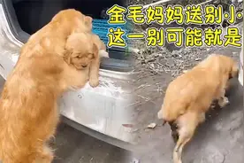金毛妈妈送别小金毛，最后一次短暂拥抱，这一别可能就是永远视频封面