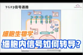 TGFb信号通路视频封面