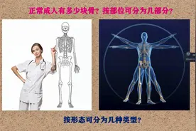 成人206块骨，按部位分为几部分？按形态分为几种类型？