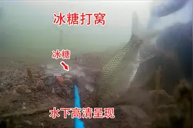 早就听说鱼喜欢吃甜味，这回我是真信了视频封面