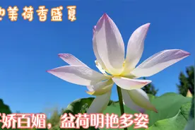 池中莲花千娇百媚，盆中荷花明艳多姿映蓝天，莲花池美莲香盛夏！视频封面