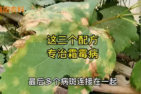 防治葡萄霜霉病，用这三个配方，在严重的霜霉病都能轻松解决视频封面