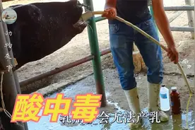 给牛吃大餐的结果，就是替牛洗胃，牛胃病吐出来的东西，臭的要死视频封面