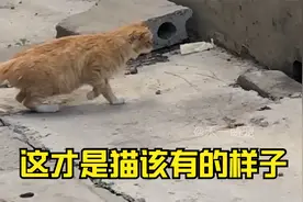 这才是猫该有的样子！看看，看看，帅不帅视频封面