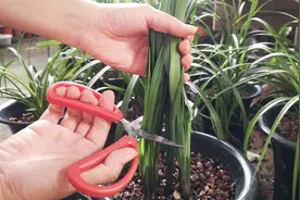 兰花烂根了，老手支你一招，不用脱盆也能挽救视频封面