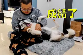 狗狗成精了，欺负了别人自己还可怜巴巴的装委屈，演技杠杠滴视频封面