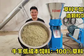 什么青草可以做颗粒？不加玉米能行吗？测试新款260颗粒机4个压轮视频封面