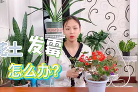 花土里长了白色霉菌怎么办？千万别忽视，否则这花保不住视频封面