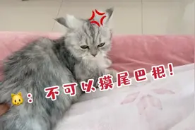 猫咪的神奇开关，摸一摸尾巴根就要咬人！