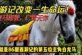 因拍西游记改变一生命运：白龙马惨死全过程！它是战友不是工具视频封面