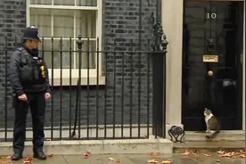 隔壁来了新邻居 英国唐宁街的“首相猫”不开心了要打架视频封面