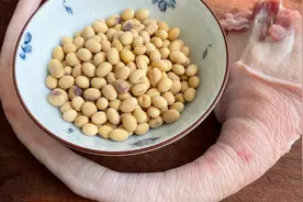 1根猪尾巴，1碗黄豆，简单一炖，满满的胶原蛋白，香味浓郁真过瘾