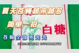 夏天到了苍蝇越来越多，简单一招，苍蝇全部死光光视频封面