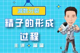 精子的形成过程-高考-高中生物-减数分裂视频封面
