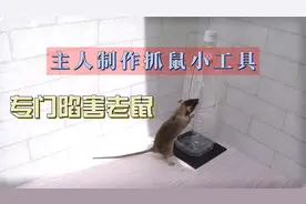 主人制作抓鼠小工具 专门陷害老鼠视频封面