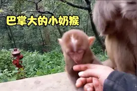 巴掌大的小奶猴—小布丁，捧在手上玩，真的很自愈视频封面