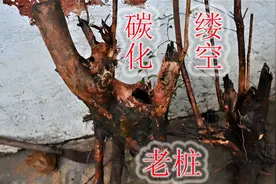 两棵大型赤楠老桩，怪异的炭化与缕空形状，好好思考如何盆栽视频封面