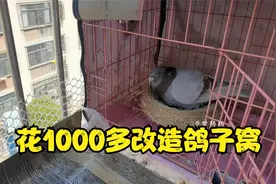 养鸽女花1000多元改造鸽子窝，给2只鸽子安家，这样设计合理吗？
