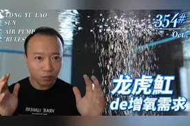 354号 鱼缸里打氧有什么讲究  龙鱼虎鱼魟鱼有何不同视频封面