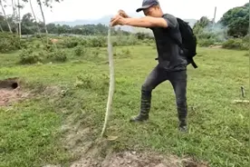 两小伙带斗牛犬抓蛇，狗工作起来比人还卖力,人狗合作抓了条大蛇