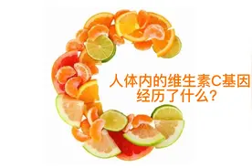 人体内的维生素C基因经历了什么？视频封面
