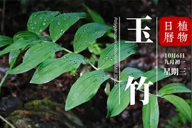 玉竹：葳蕤形容植物美好茂盛的样子，而葳蕤最早却是它的名字