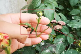月季花苞刚形成就干枯了？一定是这3个原因导致，早发现早处理视频封面