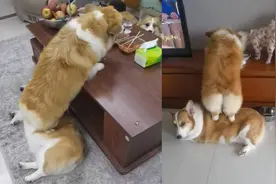 母柯基为偷吃桌子上美食，用公柯基垫脚：这种情况已经不是第一次视频封面