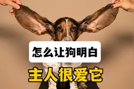 怎么才能让狗明白，主人很爱它视频封面