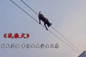 军犬命运多舛!险些被狗贩子抓走，幸得女大学生收养！催泪片视频封面