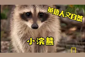 [英语人文自然] 小浣熊 Raccoons视频封面