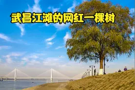 武昌江滩的网红一棵树视频封面