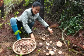 捡松菇最多的一次，扒开松针蘑菇一窝接一窝，媳妇激动得语无伦次视频封面