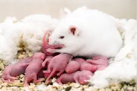 为什么仓鼠要把自己的宝宝吃掉？看完整个人都不好了