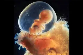 超震撼，胎儿在子宫内发育的真实摄影(上)