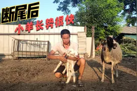 小羊断尾好处多，操作也很简单，当然也不是所有的羊都需要断尾视频封面