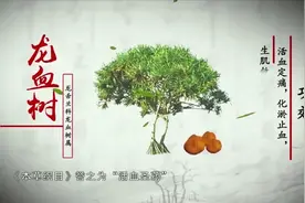 科普中药：龙血树--活血定痛、化淤止血、生肌敛疮！视频封面