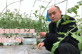 苄氨基嘌呤和萘乙酸到底哪个促花保果效果好，区别太大了视频封面