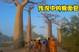 湖南姑娘环球旅行到马达加斯加，经历万难，幸运看到猴面包树云海视频封面