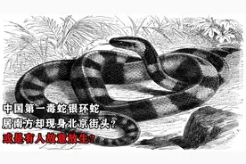 中国第一毒蛇银环蛇，居南方却现身北京街头？或是有人故意放生？视频封面